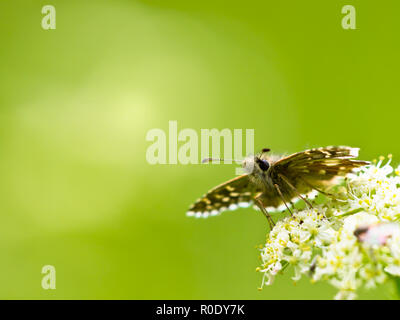 Bella Wild Brizzolato Skipper Butterfly (Pyrgus malvae) - alimentazione su fiori Foto Stock