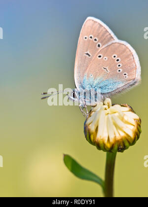 Mazarine Blue Butterfly (polyommatus semiargus) su un fiore Foto Stock