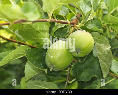 Due giovani mela verde frutti con gocce d'acqua dopo la pioggia appeso su un ramo Foto Stock