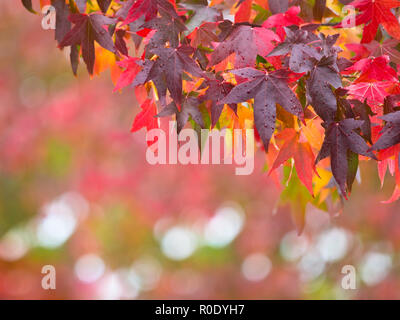 Colori vibranti Foglie di autunno sui rami di un albero con profondità di campo Foto Stock