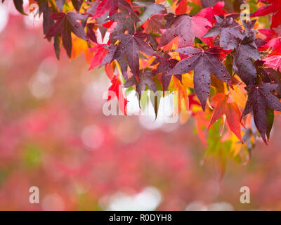 Colori vibranti Foglie di autunno sui rami di un albero con profondità di campo Foto Stock