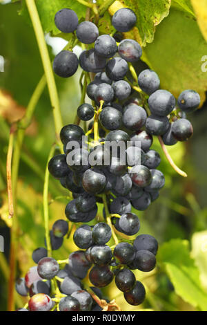 Cluster di blu scuro la maturazione uva appeso su un ramo in inizio autunno Foto Stock