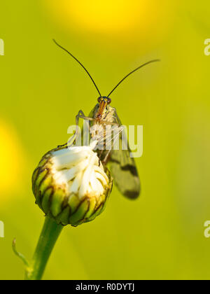 Scorpion fly (panorpa communis) su oxeye daisy bud con sfondo verde Foto Stock