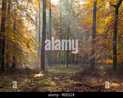 I raggi solari sono brilla attraverso la foresta autunnale Foto Stock