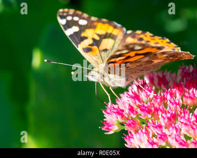 Dipinto di lady (Vanessa cardui) seduto sul sedum al sole Foto Stock