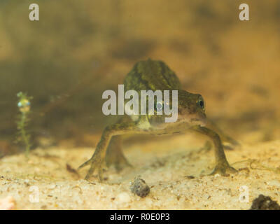 Newt sommerso in acqua Foto Stock