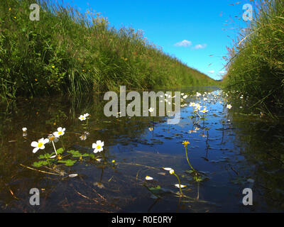 Tipica polder olandesi fosso visto da appena al di sopra della linea di galleggiamento con acqua di stagno-stella nella parte anteriore Foto Stock