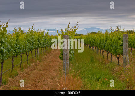 Righe in una regione di Marlborough vigneto Foto Stock