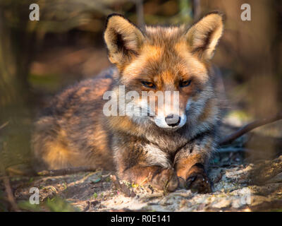Red Fox che giace sotto un cespuglio Foto Stock