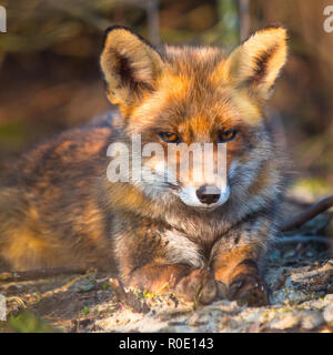Red Fox è rilassante al sole da sotto un cespuglio Foto Stock