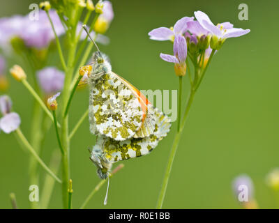 Coppia di accoppiamento punta arancione farfalle (Anthocharis cardamines) sui fiori a cucù Foto Stock