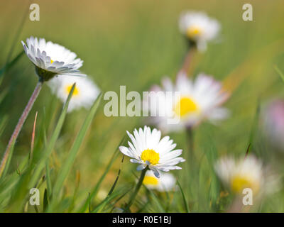 Bella margherite in un campo in primavera Foto Stock
