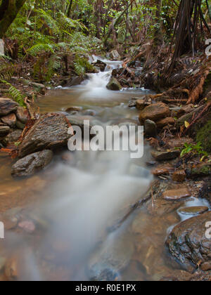 Un flusso rapido creek della foresta pluviale in una lussureggiante foresta tropicale Foto Stock