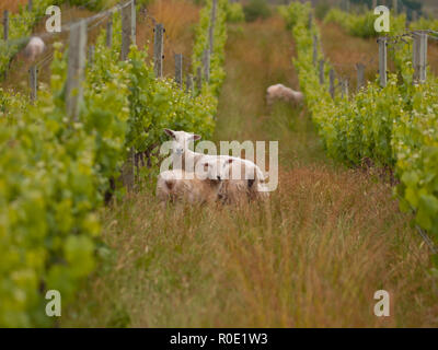 Pecore al pascolo sono in organico vigneto di vino Marlborough regione Nuova Zelanda Foto Stock