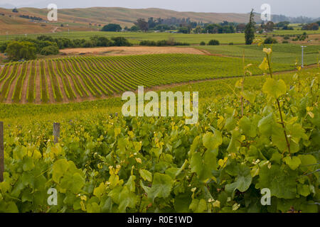 Vista della vigna nella campagna Marlborough Nuova Zelanda Foto Stock