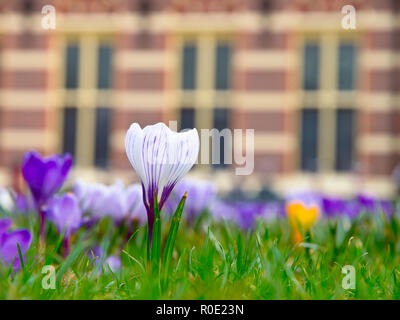 Close up van een bloeiende krokus voor een historisch gebouw Foto Stock