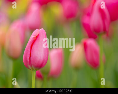 Close up van bloeiende tulpen in de keukenhof bij Lisse Foto Stock