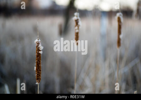 Cattails (Typha latifolia) closeup Foto Stock