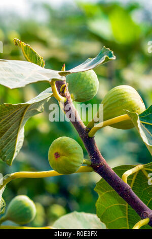 Comune fig (Ficus carica) Foto Stock