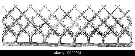 Cordon obliqua come copertura di piantare, 1877 Foto Stock