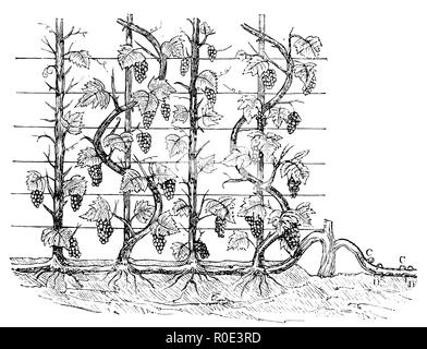 Grapevine come un cordone ondulato, 1877 Foto Stock