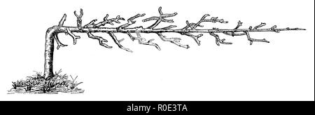 Struttura a traliccio, uno-armati cordon, 1889 Foto Stock
