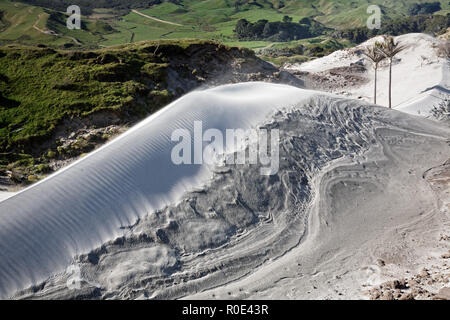 Dune di sabbia e alberi di cavolo su Nuova Zelanda's wild west coast Foto Stock