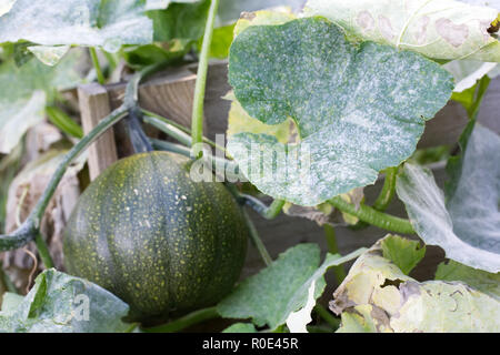 Curcubita cresce su un mucchio di composto. Oidio sulla pianta di squash. Foto Stock