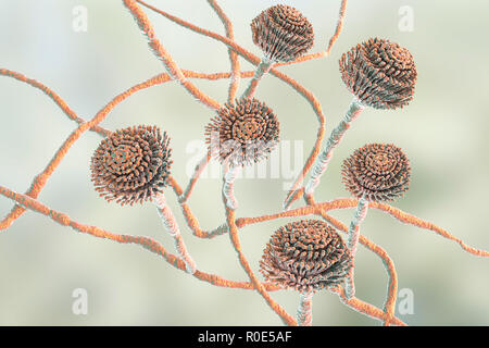 Computer illustrazione dei corpi fruttiferi (conidiofori) e hyphae del fungo Aspergillus fumigatus. A. fumigatus è ampiamente distribuito saprofita che cresce sulla polvere domestica, suolo, e decadenti materia vegetale, compresi cibo stantio, il fieno e i cereali. Gli esseri umani e gli animali inalano costantemente numerosi conidi di questo fungo. A. fumigatus può causare un certo numero di patologie nelle persone con compromessa funzione immunitaria o altre malattie polmonari, compresi allergia e la grave malattia polmonare aspergillosi. Questo fungo può essere diffuso anche per il cervello, i reni, il fegato e la pelle. Foto Stock