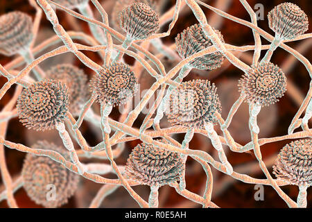 Computer illustrazione dei corpi fruttiferi (conidiofori) e hyphae del fungo Aspergillus fumigatus. A. fumigatus è ampiamente distribuito saprofita che cresce sulla polvere domestica, suolo, e decadenti materia vegetale, compresi cibo stantio, il fieno e i cereali. Gli esseri umani e gli animali inalano costantemente numerosi conidi di questo fungo. A. fumigatus può causare un certo numero di patologie nelle persone con compromessa funzione immunitaria o altre malattie polmonari, compresi allergia e la grave malattia polmonare aspergillosi. Questo fungo può essere diffuso anche per il cervello, i reni, il fegato e la pelle. Foto Stock