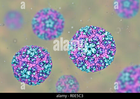 Gruppo B Coxsackievirus, illustrazione del computer. Questi virus causano infezioni del cuore (miocardite, pericardite), alla pleura (pleurodynia, malattia di Bornholm), del pancreas (pancreatite) e nel fegato (epatite). Foto Stock