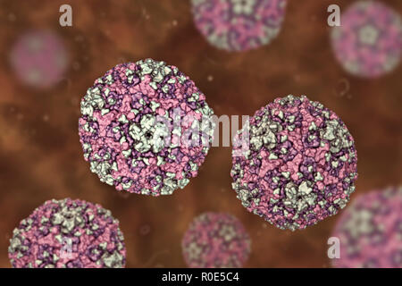 Gruppo B Coxsackievirus, illustrazione del computer. Questi virus causano infezioni del cuore (miocardite, pericardite), alla pleura (pleurodynia, malattia di Bornholm), del pancreas (pancreatite) e nel fegato (epatite). Foto Stock