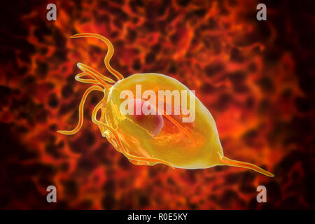 Trichomonas vaginalis, illustrazione del computer. Trichomonas vaginalis è un microrganismo parassita che è l'agente eziologico di trichomoniasis. Trichomoniasis è una causa comune di vaginite e è una malattia sessualmente trasmessa. Foto Stock