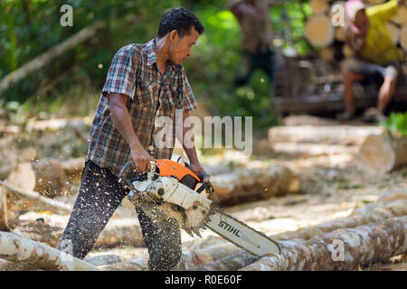 Lumberjack il taglio di alberi di gomma con una motosega per lo sfruttamento industriale nel sud della Thailandia. Foto Stock