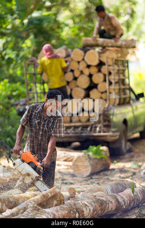 TRANG, Thailandia, 12 gennaio 2016 : Lumberjack taglio albero di gomma con una motosega per lo sfruttamento industriale di Trang, sud della Thailandia. Foto Stock