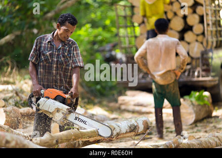 Lumberjack il taglio di alberi di gomma con una motosega per lo sfruttamento industriale nel sud della Thailandia. Foto Stock