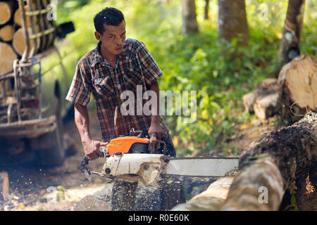 Lumberjack il taglio di alberi di gomma con una motosega per lo sfruttamento industriale nel sud della Thailandia. Foto Stock