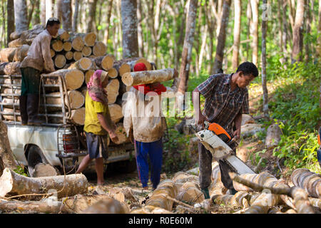 Lumberjack il taglio di alberi di gomma con una motosega per lo sfruttamento industriale nel sud della Thailandia. Foto Stock