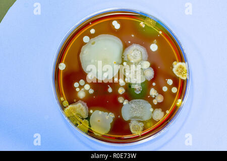 Microbi in crescita in piastre Petri. Foto Stock