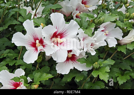 Rosa di Sharon impianto in piena fioritura, hibiscus syriacus Foto Stock