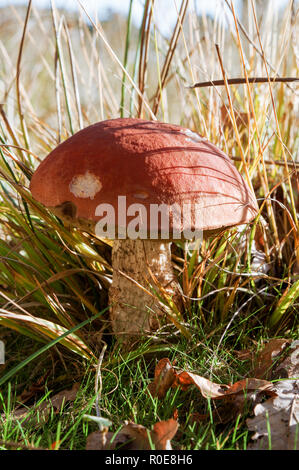 Splendido esemplare di betulla bolete (Leccinum scabrum) in comune Chailey Riserva Naturale, West Sussex Foto Stock