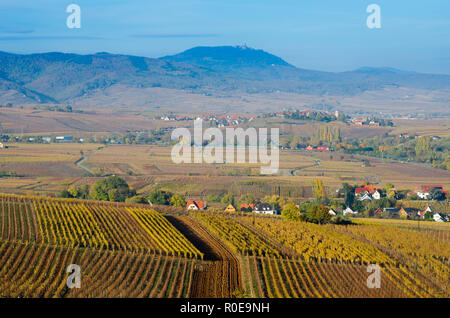 Vigneti vicino a MIttelwihr in Alsazia in Francia Foto Stock