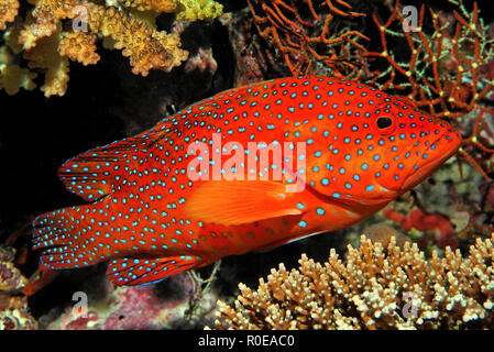 Coral raggruppatore o Coral Trote (Cephalopholis miniata), South-Male Atoll, Maledive isole Foto Stock