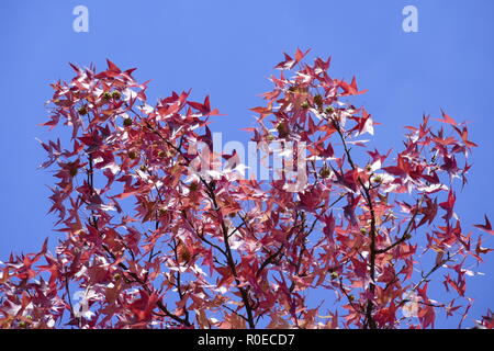 Ventola (acero Acer palmatum), rosso Foglie di autunno su un albero, Germania Foto Stock