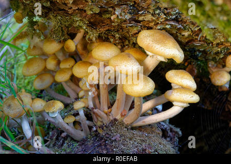 Acerbi miele fungo - Armillaria mellea su Birch Foto Stock