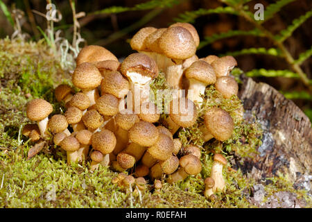 Acerbi miele fungo - Armillaria mellea su Birch Foto Stock
