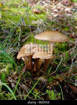 Il miele scuro fungo - Armillaria ostoyae Cluster di legno furono sepolti Foto Stock