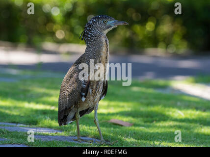 Un Free-roaming: la malese Night-Heron (Gorsachius melanolophus) al Taipei Giardino Botanico , Taiwan. Foto Stock