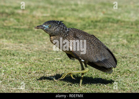 Un Free-roaming: la malese Night-Heron (Gorsachius melanolophus) al Taipei Giardino Botanico , Taiwan. Foto Stock