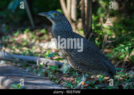 Un Free-roaming: la malese Night-Heron (Gorsachius melanolophus) al Taipei Giardino Botanico , Taiwan. Foto Stock